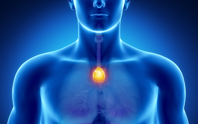 thymus.png?profile=RESIZE_710x